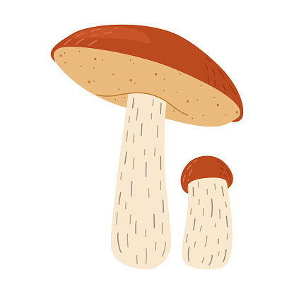 Orange birch bolete mushroom. Leccinum fungi. Edible forest mushrooms. Vegetarian fungi brown cap boletus. Botanical flat vector illustration isolated on white background.