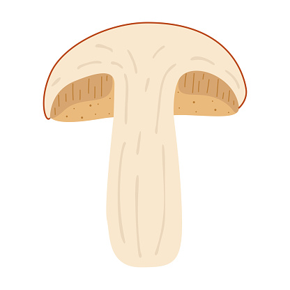 Orange birch bolete. halved mushroom. Leccinum fungi. Edible forest mushrooms. Vegetarian fungi brown cap boletus. Botanical flat vector illustration isolated on white background.