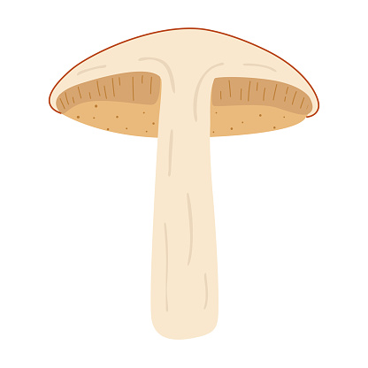 Orange birch bolete. halved mushroom. Leccinum fungi. Edible forest mushrooms. Vegetarian fungi brown cap boletus. Botanical flat vector illustration isolated on white background.