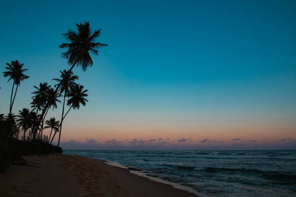 istock sunset on the beach with silhouette of coconut trees and gradient sky 2149153147