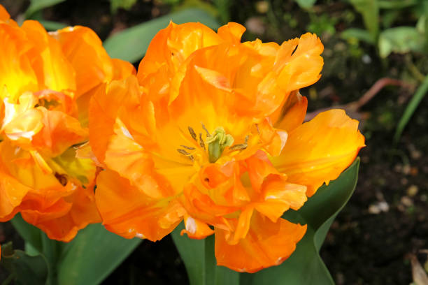 istock Orange double tulip, tulipa Monte Orange in flower. 2149153186
