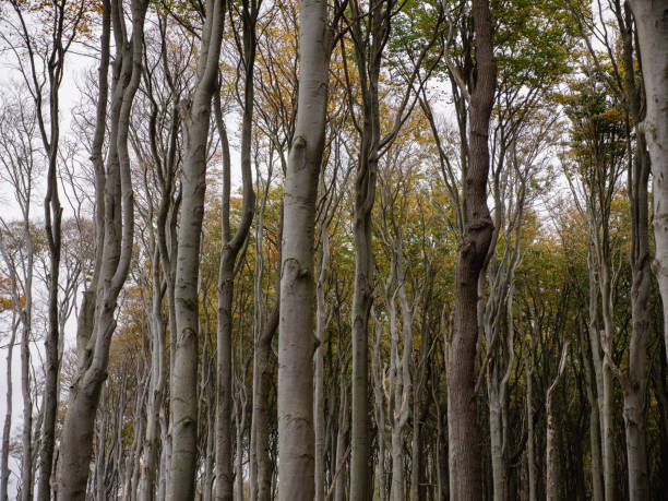 Viele Birkenstämme im Gespensterwald Nienhagen