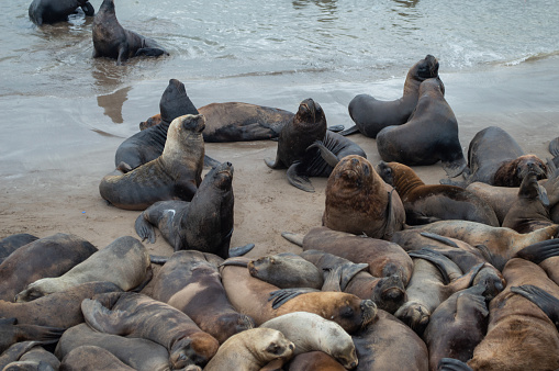 many sea lions relaxing together at the port of Mar del Plata, Argentina