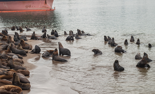 many sea lions relaxing together at the port of Mar del Plata, Argentina