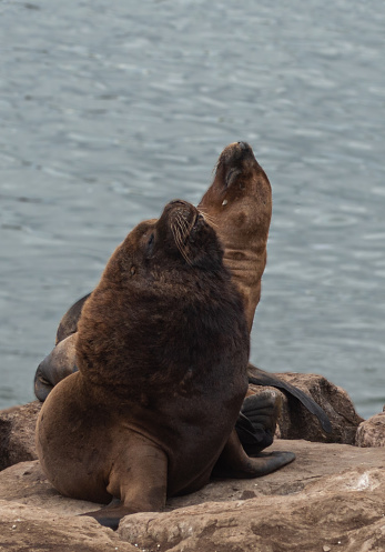 two sea lions looking up while relaxing at the shore of  mar del plata, argentina