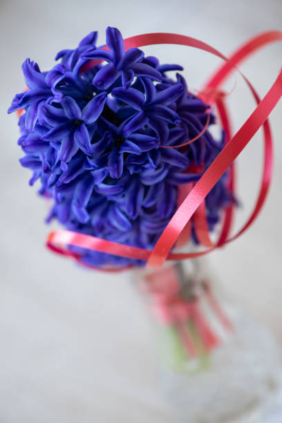 Close-up of a purple hyacinth flower with a red ribbon