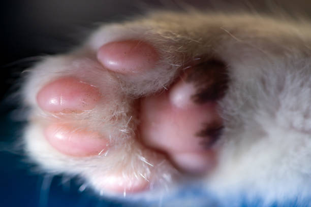A paw of a British Shorthair cat adorned with blue soft claws, gently resting against a gray-and-white background. The vibrant blue of the claw caps contrasts beautifully with the sleek fur, creating an image of both elegance and charm.