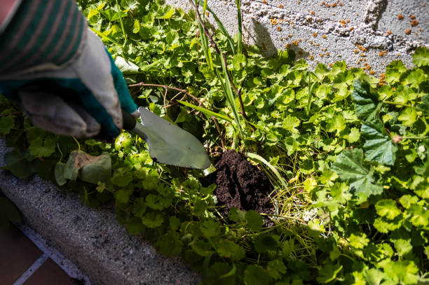 istock Gardener with glove dropping soil on plants 2149155398