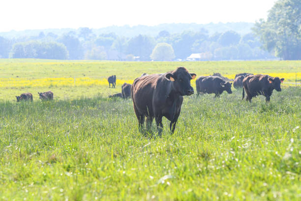 istock High key landscape of cattle herd in springtime pasture 2149155573