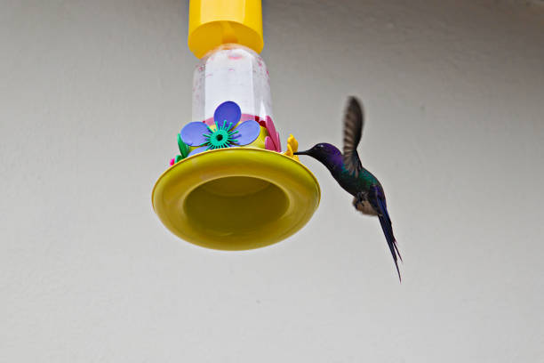 istock hummingbird sipping nectar with its beak on a fake flower from a feeder while hovering in the air. 2149155582