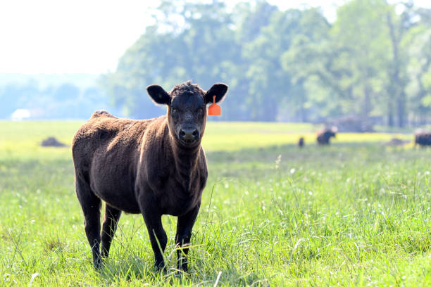 istock Lone Angus calf in lush spring pasture looking at camera 2149155632