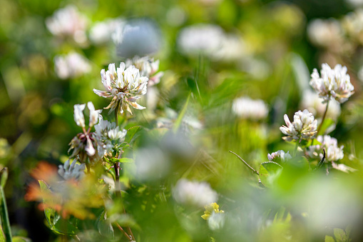 Agricultural background image of white clover (Trifolium reopens) blossoms in a pasture.