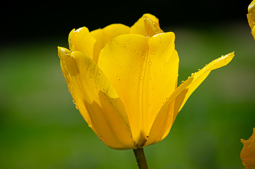 Flor, Tulipan amarillo con gotas de agua y fondo verde natural. Flor de primavera. Castilla y leon
