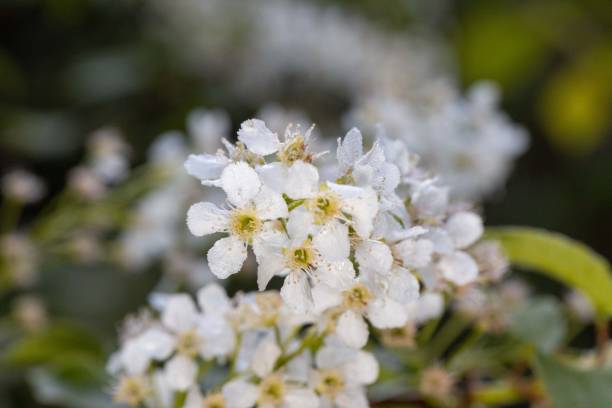 White flowers of a bird cherry tree covered with frost