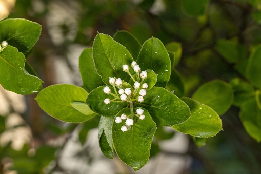Chokeberry flower buds - mid-April - spring in Central Europe