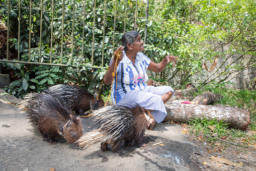 Sri Lanka 10 february 2023. An elderly woman from Sri Lanka holds three pet porcupines on a leash. photograph of an attraction for tourists for money.