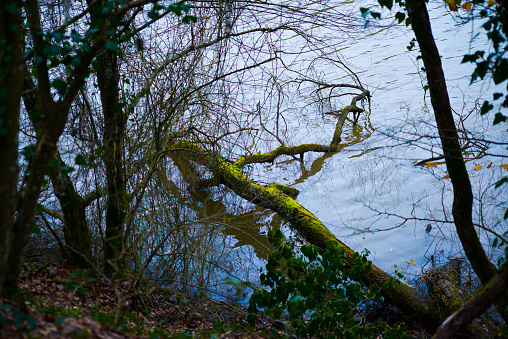 dead tree lying in water - lake at afternoon