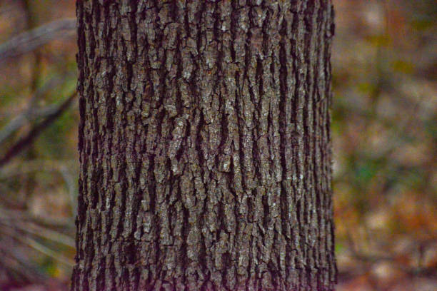 Detailed close-up of a tree trunk's textured surface, showcasing the organic patterns and history of growth.
