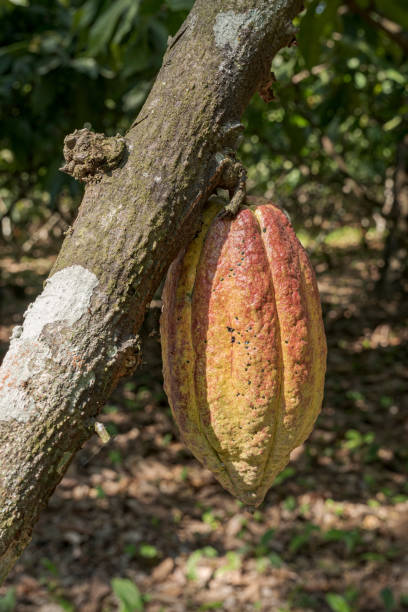 istock Colorful cacao pods hanging in trees. 2149157436