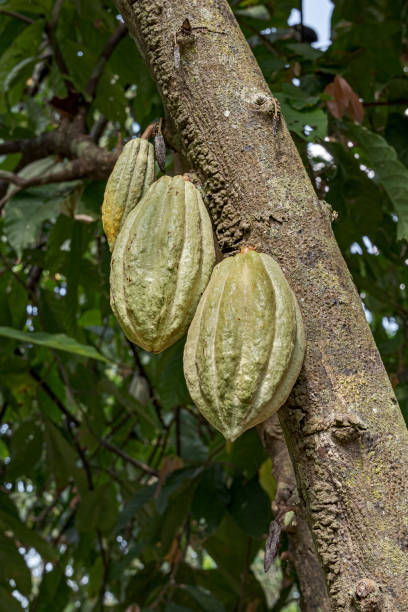 istock Colorful cacao pods hanging in trees. 2149157474