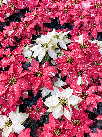 Brilliant Red and White Poinsettias create the perfect background for any Holiday celebration
