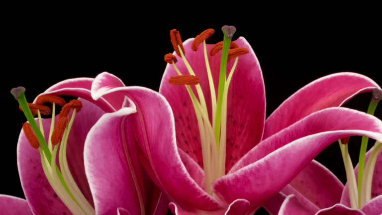 Macro time lapse blooming pink Orienpet Lily flower, isolated on pure black background