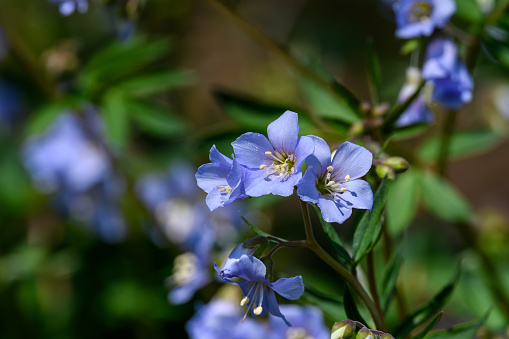 Jacobs Ladder flowers with a blurred background. The flower is a herbaceous perennial and spring ephemeral wildflower.