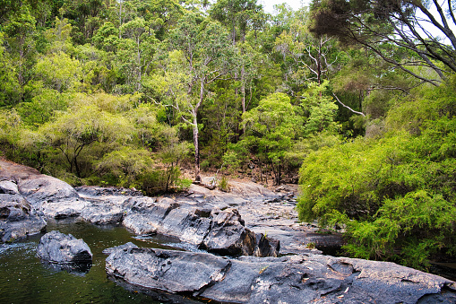 Steep, rocky riverbed in a dense forest: the Lefroy Brook in the karri forest of Gloucester National Park near Pemberton, Western Australia