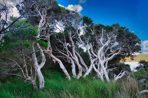 Gnarled old swamp paperbarks (Melaleuca ericifolia) and an undergrowth of grasses in Torndirrup National park, Albany, Western Australia