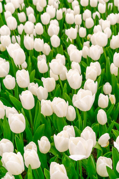 istock Floral background from a carpet of white tulips. 2149163456