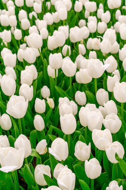 istock Floral background from a carpet of white tulips. 2149163469