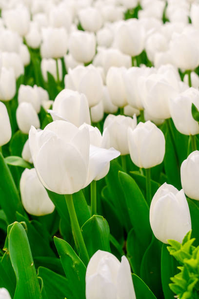 istock Floral background from a carpet of white tulips. 2149163556