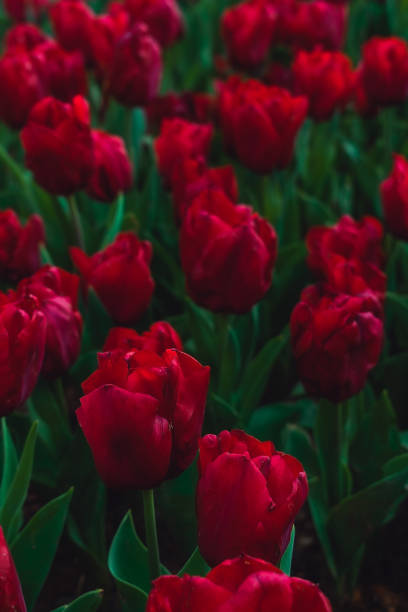 istock Floral background from a carpet of tulips. 2149163576