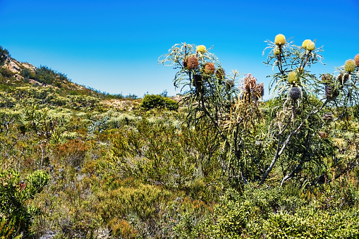 Characteristic coastal vegetation with flowering giant banksia (banksia grandis, bull banksia) on Mount Barrens, Fitzgerald River National Park, Western Australia.