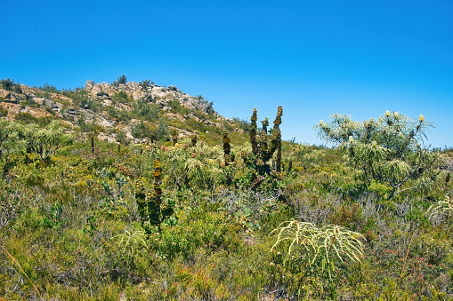 Characteristic coastal vegetation with giant banksia (banksia grandis, bull banksia) and royal hakea (Hakea victoria) on Mount Barrens, Fitzgerald River National Park, Western Australia.