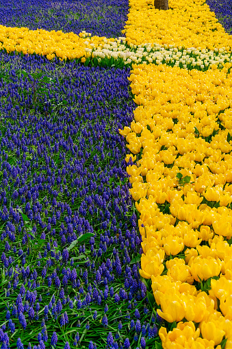 Background of many yellow tulips and blue muscaria. Floral background from a carpet of yellow tulips and blue muscara.