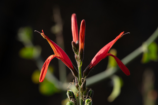 Justicia californica - Sonoran Desert wildflower details
