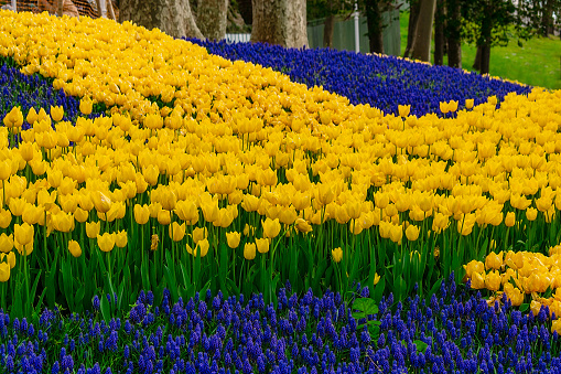 Background of many yellow tulips and blue muscaria.