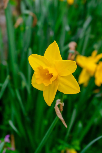 Daffodils in the garden. Many daffodils in a flowerbed illuminated by the sun.