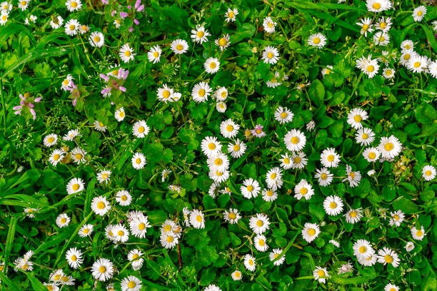 istock Background. A carpet of green grass and many small daisies. 2149164097