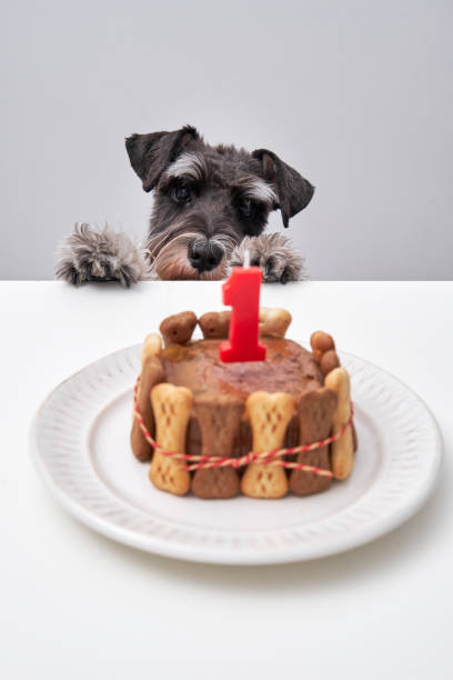 istock Cute salt and pepper dog with cake 2149164906