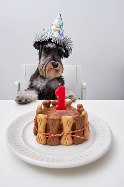 istock Cute purebred dog sitting at table with cake 2149164907