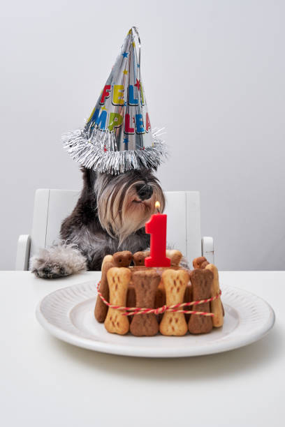 istock Adorable dog with cap sitting at table with cake 2149164912