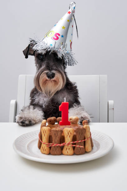 istock Adorable dog waiting for birthday celebration 2149164925