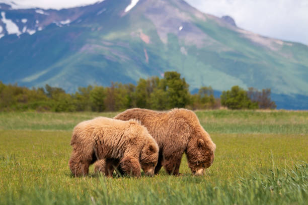 istock Grizzly family 2149165033