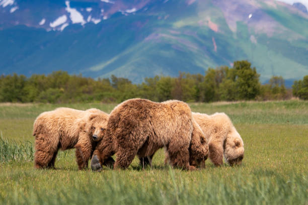 istock Grizzly family 2149165034