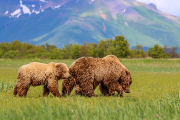 istock Grizzly family 2149165036