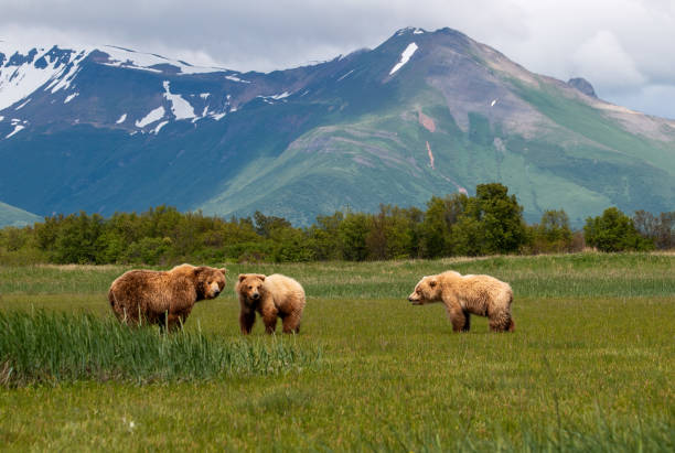istock Grizzly family 2149165086