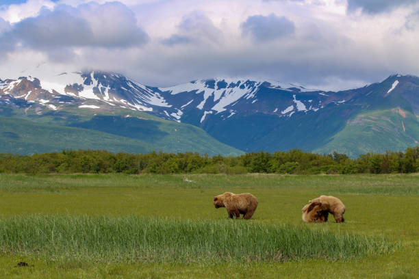 istock Grizzly family 2149165109