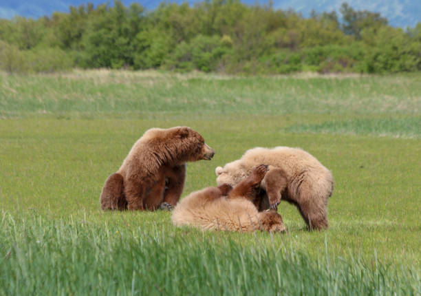 istock Grizzly family 2149165131